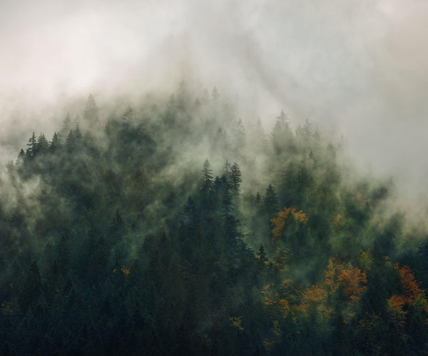 KOMAR PURE Wallpaper Pattern No PSH036-VD3