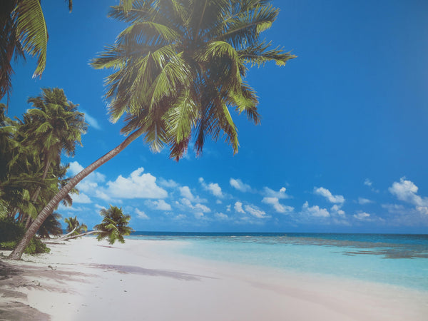 KOMAR VOLUME 15 Wallpaper Pattern No 8-240